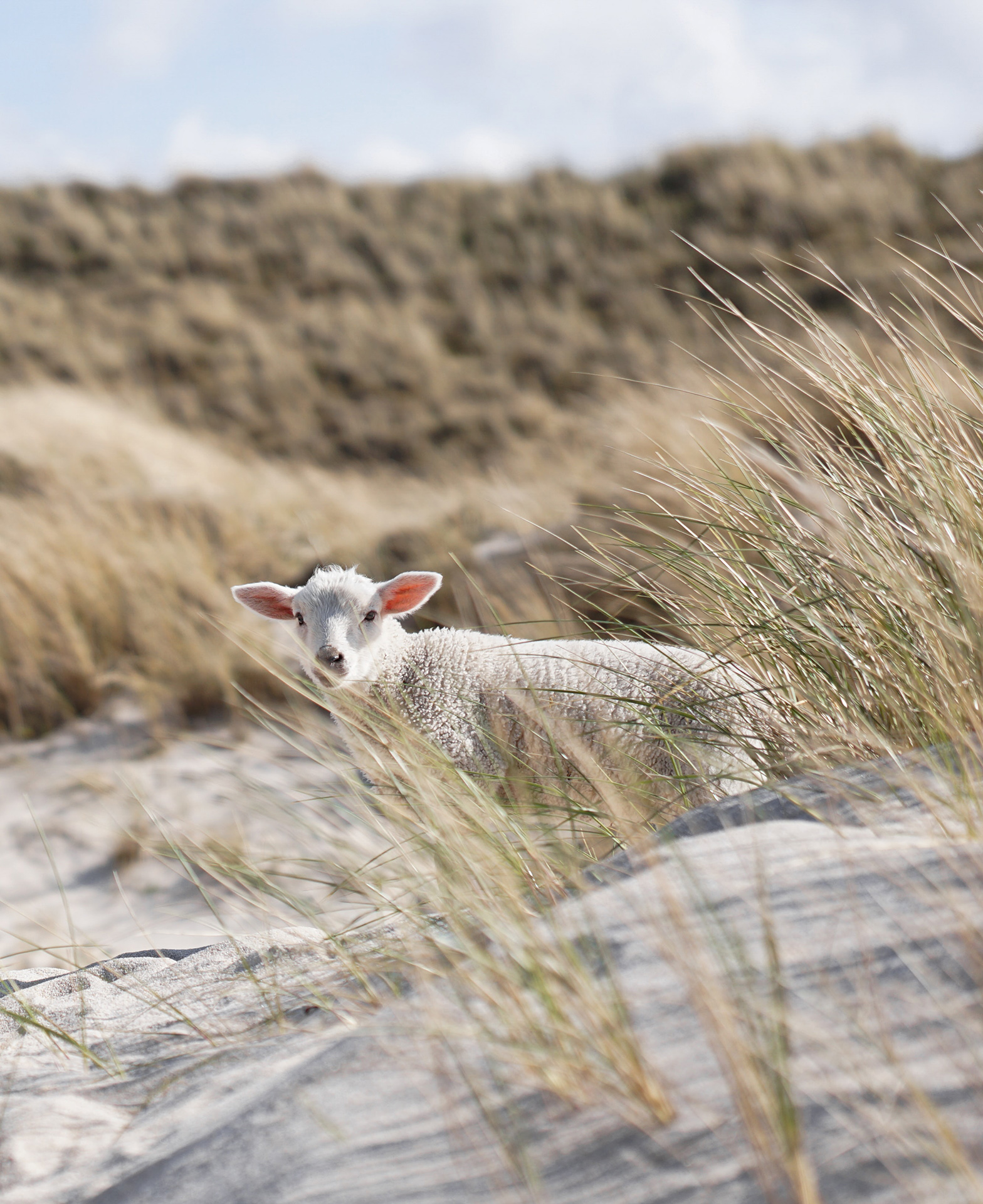 t-kaiser-YmR9vxymJA8-unsplash